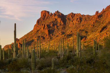 Saguaro Cactus in Organ Pipe National Monument, USA clipart