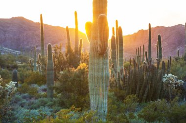 Saguaro Cactus in Organ Pipe National Monument, USA