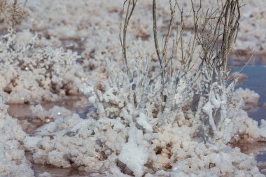 salt pond in the Baja California, Mexico