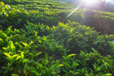 Sri Lanka 'da yeşil doğal manzara _ çay çiftliği