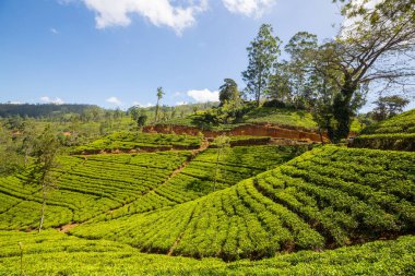 Sri Lanka 'da yeşil doğal manzara _ çay çiftliği
