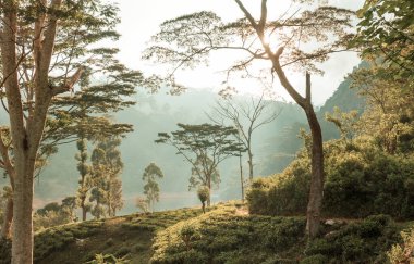 Sri Lanka 'da yeşil doğal manzara _ çay çiftliği