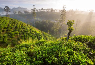 Sri Lanka 'da yeşil doğal manzara _ çay çiftliği