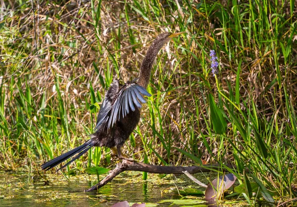 Anhinga Américain Avec Des Poussins Dans Nid Everglades National Park — Photo
