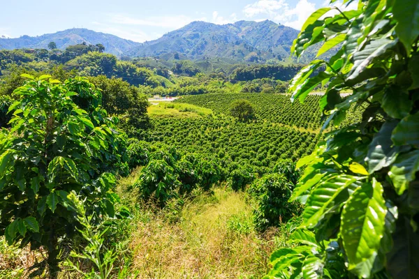 Coffee plantations in the highlands of  Colombia, South America