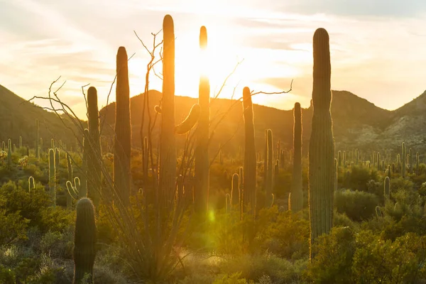 Saguaro Cactus Organ Pipe National Monument Usa — Stok fotoğraf