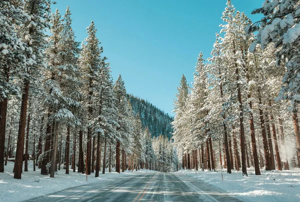 Rural Road Winter Season Beautiful Winter Forest — Stock Photo, Image