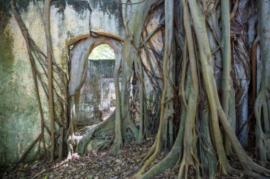 Harabeleri yutan ağaç kökleri. Armero, Tolima volkanik patlama kalıntıları, Kolombiya, Güney Amerika.