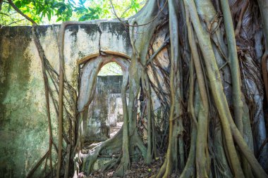 Harabeleri yutan ağaç kökleri. Armero, Tolima volkanik patlama kalıntıları, Kolombiya, Güney Amerika.