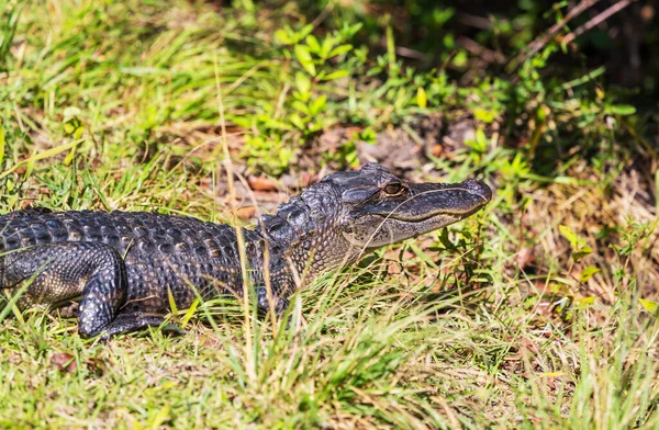 American Alligator Natação Everglades Com Reflexão Colorida Água Natureza Selvagem — Fotografia de Stock