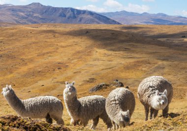 Peru alpakası And Dağları, Peru, Güney Amerika