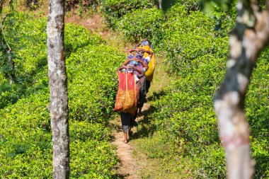 Sri Lanka 'da çay tarlalarında yük taşıyan yerli kadınlar