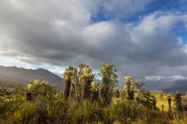 Güney Amerika 'daki Kolombiya dağlarında güzel bir bitki olan kırılgan orman ya da Espeletia.