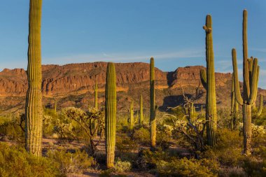 Saguaro Cactus in Organ Pipe National Monument, USA