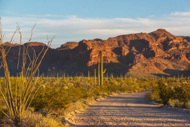 Saguaro Cactus in Organ Pipe National Monument, USA