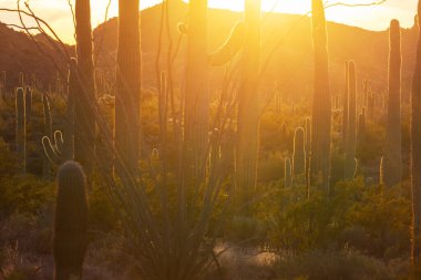 Saguaro Cactus in Organ Pipe National Monument, USA