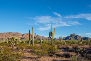 Saguaro Cactus in Organ Pipe National Monument, USA