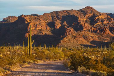 Saguaro Cactus in Organ Pipe National Monument, USA