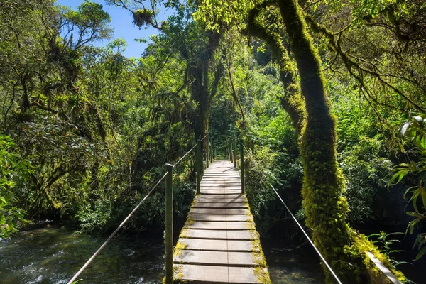 Suspension Bridge Tropical Jungle — Stock Photo, Image