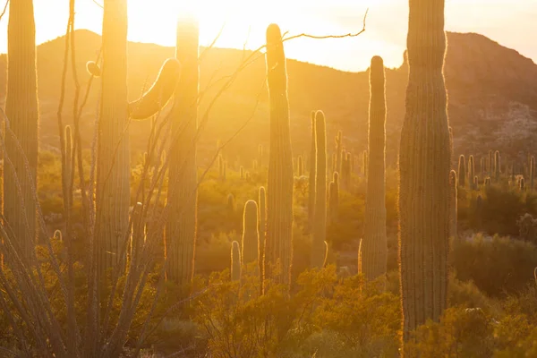 Saguaro Cactus Organ Pipe National Monument Usa — Stockfoto