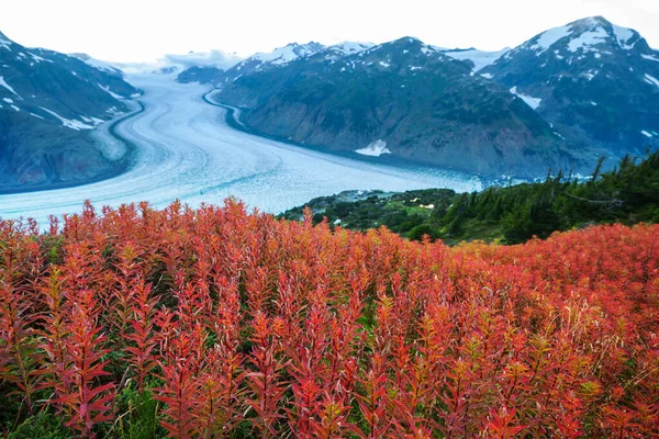 Glacier Saumon Stewart Canada — Photo