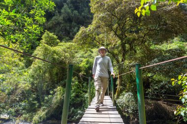 Yeşil ormanda, nehirden geçen tahta köprü.