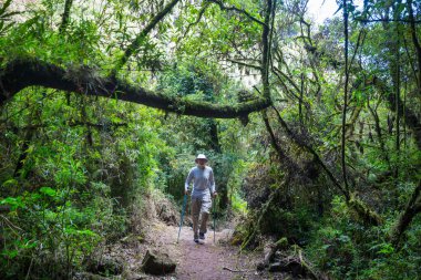 Belize 'de ormanda yürüyüş.