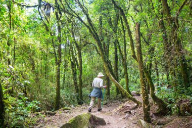 Belize 'de ormanda yürüyüş.