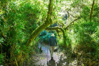 Belize 'de ormanda yürüyüş.