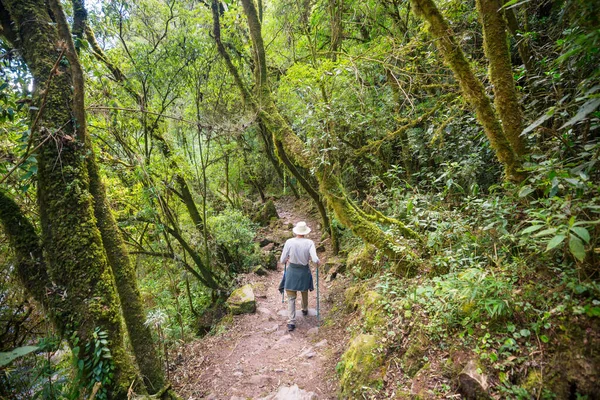 Belize 'de ormanda yürüyüş.