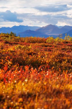 Picturesque Mountains of Alaska in autumn. Snow covered massifs, glaciers and rocky peaks, orange trees. Beautiful natural background.