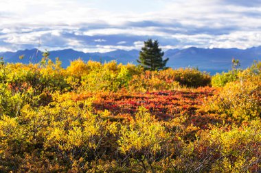 Picturesque Mountains of Alaska in autumn. Snow covered massifs, glaciers and rocky peaks, orange trees. Beautiful natural background.