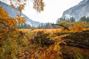 Yosemite Ulusal Parkı, Kaliforniya, ABD 'de güzel bir sonbahar sezonu