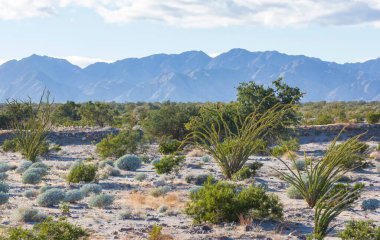 Meksika, Baja California 'daki Kaktüs tarlaları