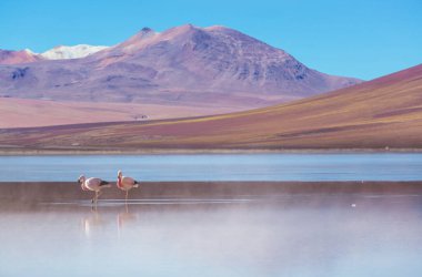 Bolivya Altiplano Gölü 'nde flamingo. Vahşi doğa.