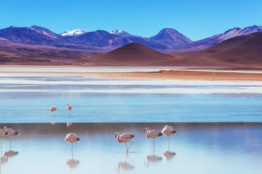 Bolivya Altiplano Gölü 'nde flamingo. Vahşi doğa.
