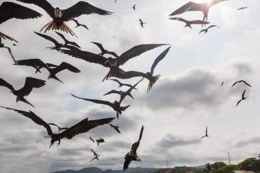 Fırkateynler ve pelikanlar mavi gökyüzünde, Ekvador 'da, Pasifik kıyısında uçuyorlar.