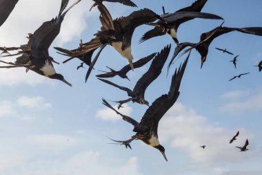 Fırkateynler ve pelikanlar mavi gökyüzünde, Ekvador 'da, Pasifik kıyısında uçuyorlar.