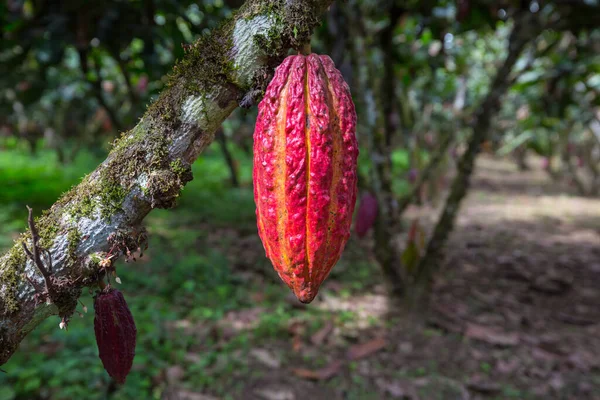Güney Amerika Ekvador Bir Kakao Ağacında Büyüyen Kakao — Stok fotoğraf