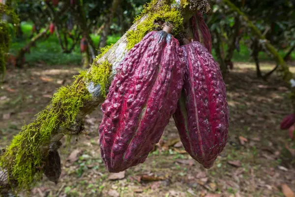 Kakao Rostoucí Stromě Kakaa Ekvádoru Jižní Amerika — Stock fotografie