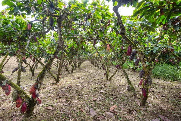 Kakao Rosnące Drzewie Kakao Ekwadorze Ameryka Południowa — Zdjęcie stockowe