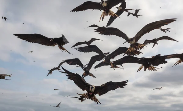 Frigates Pelicans Flying Blue Sky Ecuador Pacific Coast — Stock Photo, Image