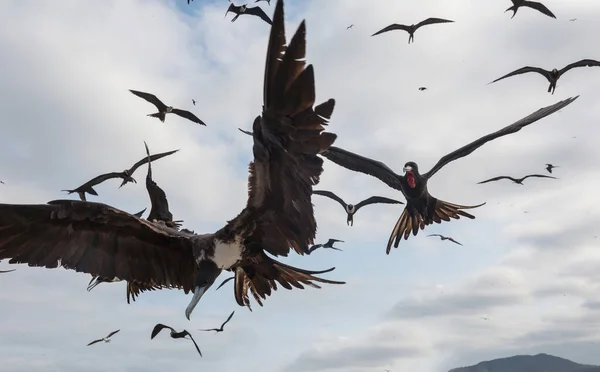 Fırkateynler Pelikanlar Mavi Gökyüzünde Ekvador Pasifik Kıyısında Uçuyorlar — Stok fotoğraf