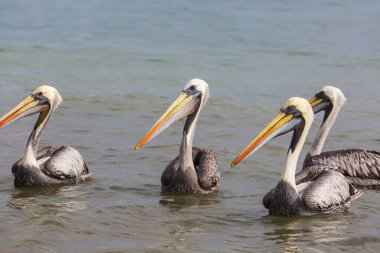 Deniz kıyısındaki pelikanlar