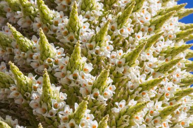 Puya Raimondii Santralleri Peru And Dağları, Güney Amerika 'da.