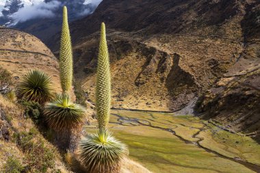 Puya Raimondii Santralleri Peru And Dağları, Güney Amerika 'da.