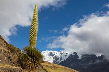 Puya Raimondii Santralleri Peru And Dağları, Güney Amerika 'da.