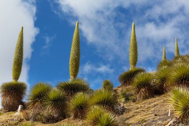 Puya Raimondii Santralleri Peru And Dağları, Güney Amerika 'da.