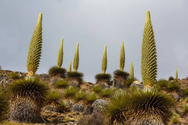 Puya Raimondii Santralleri Peru And Dağları, Güney Amerika 'da.