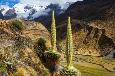 Puya Raimondii Santralleri Peru And Dağları, Güney Amerika 'da.